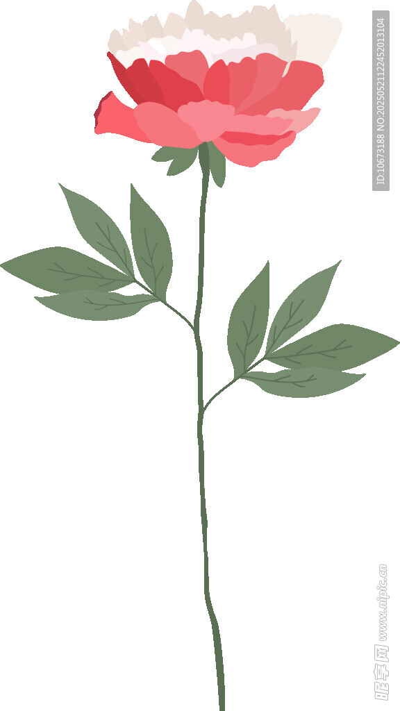 单枝娇艳牡丹花插画