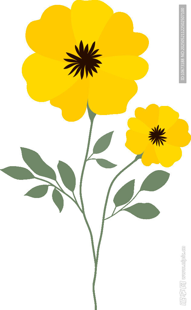 两朵黄色小花插画
