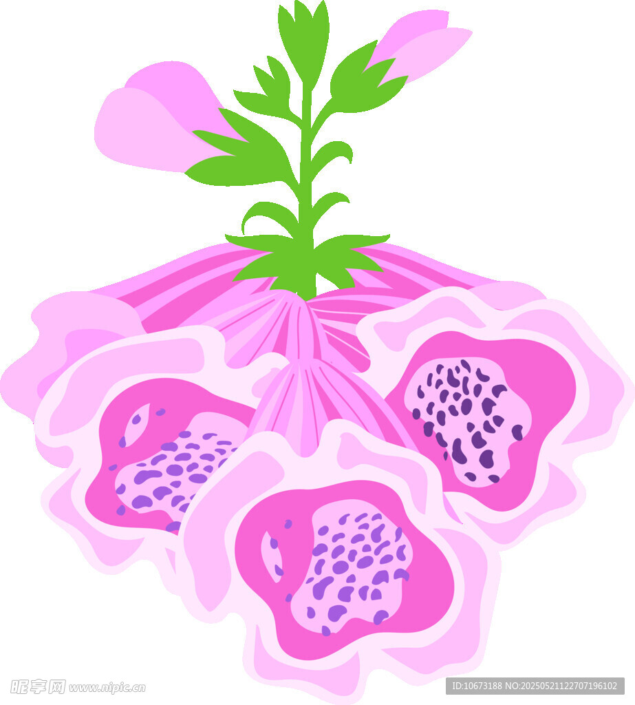粉色花朵植物插画