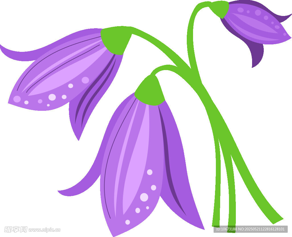 紫色铃兰花插画