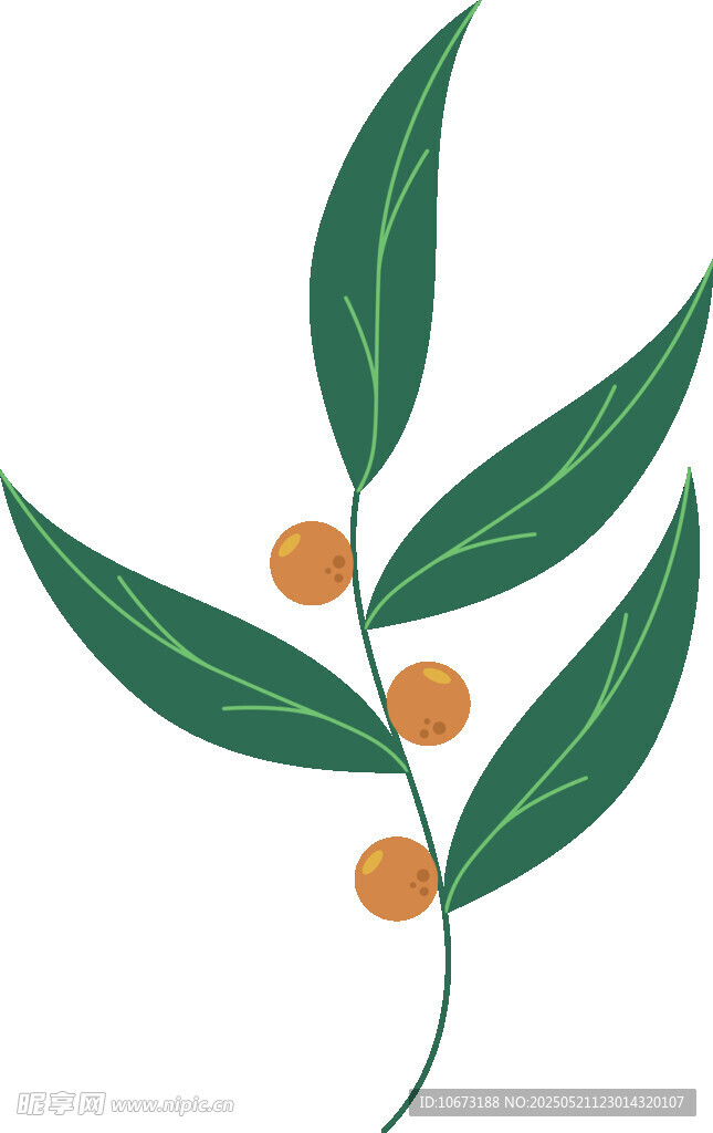 绿叶橙果植物枝条