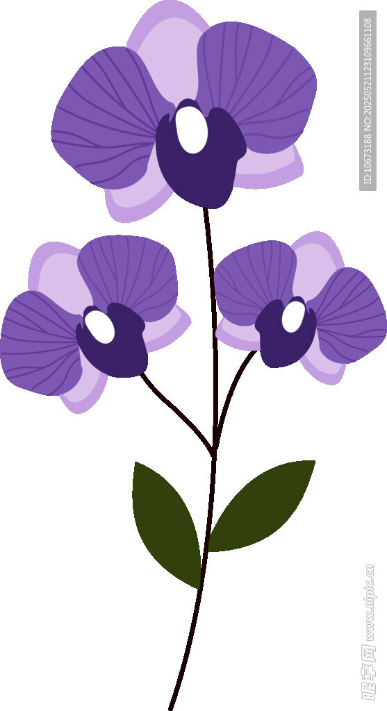 紫色兰花插画