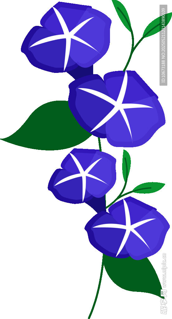 蓝色牵牛花插画