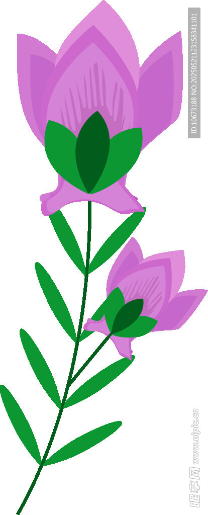 紫色花朵插画