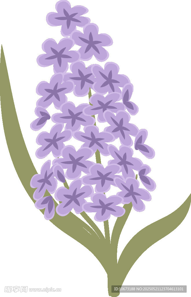 紫色风信子花卉插画