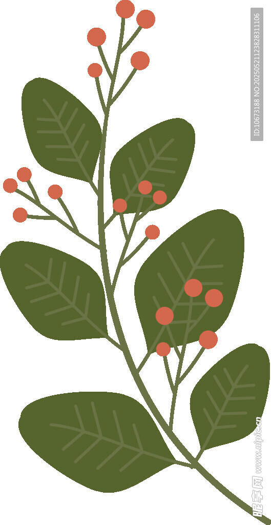 绿叶红果植物插画