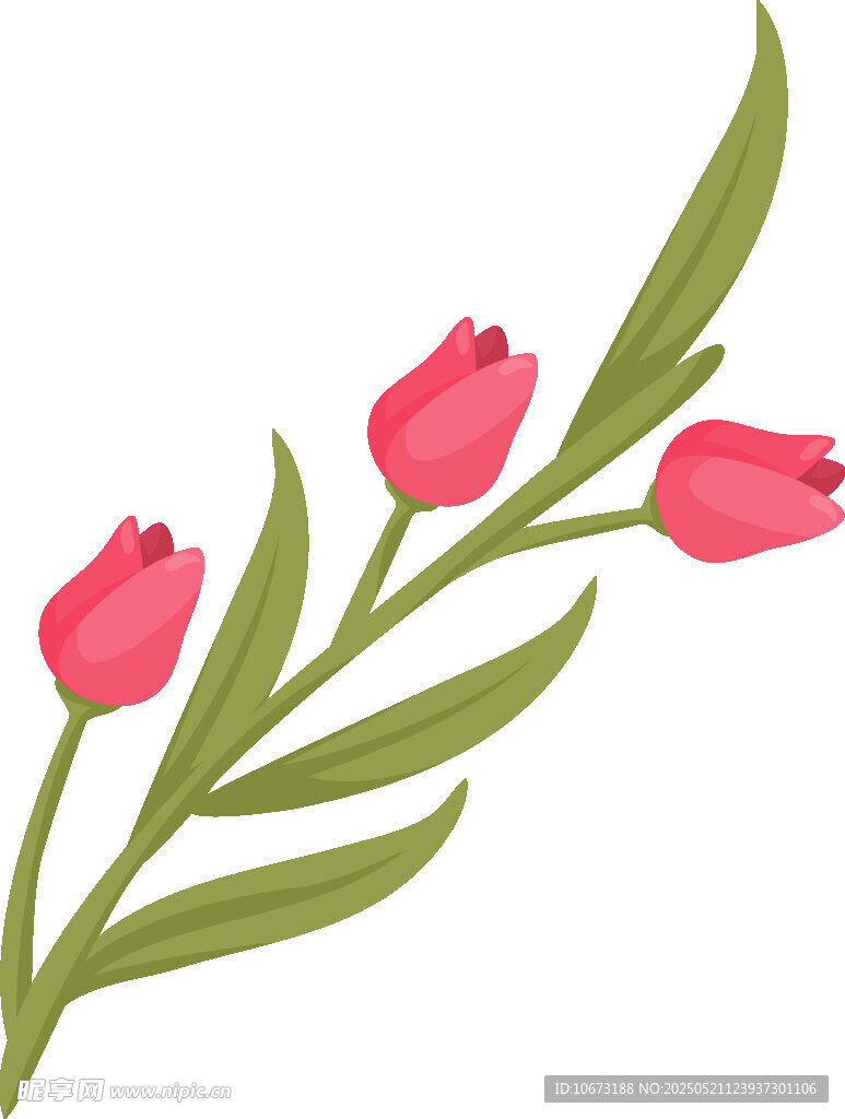 粉色郁金香花枝插画