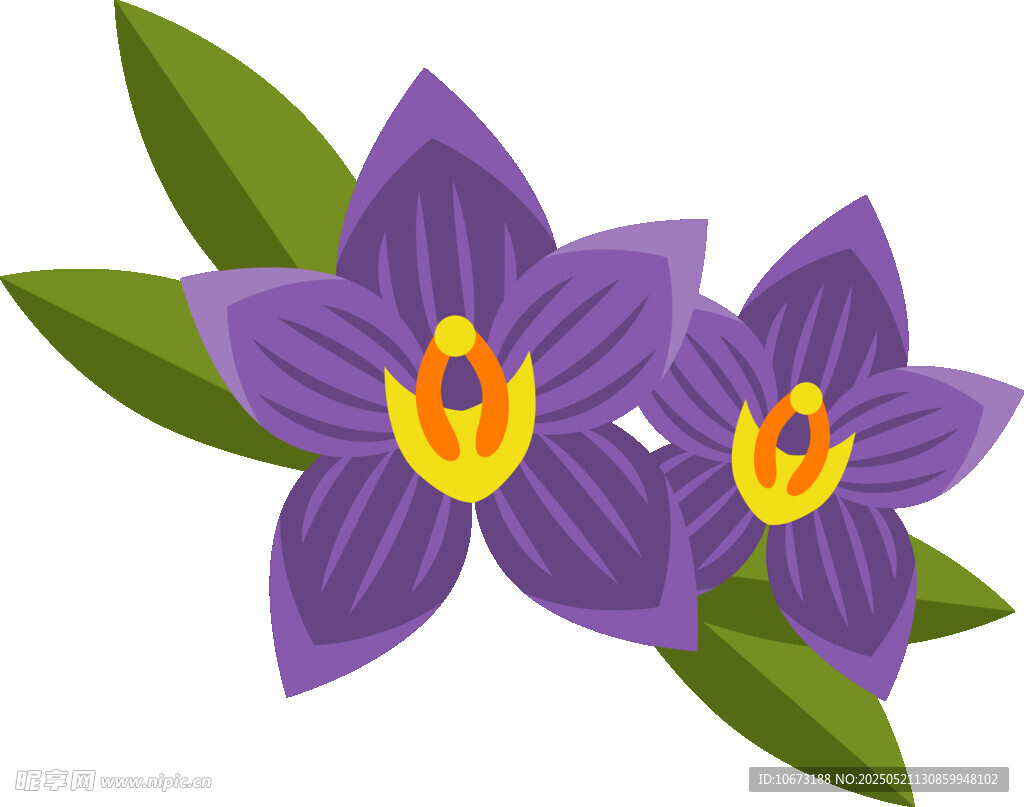 紫色兰花插画