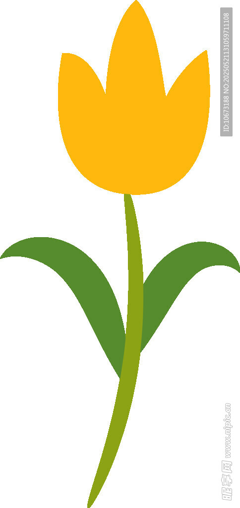 黄色郁金香花朵插画