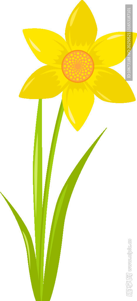 两朵黄色水仙花插画