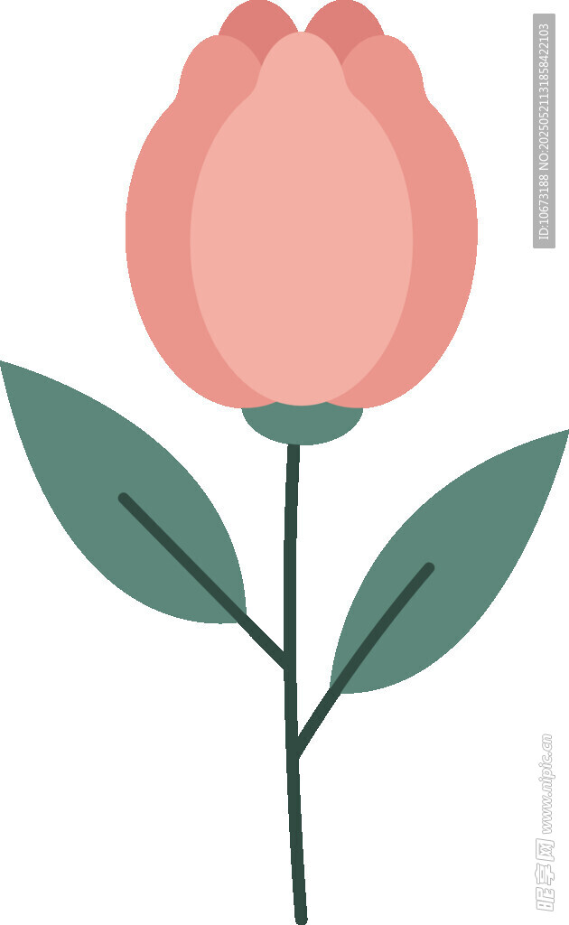 粉色郁金香插画