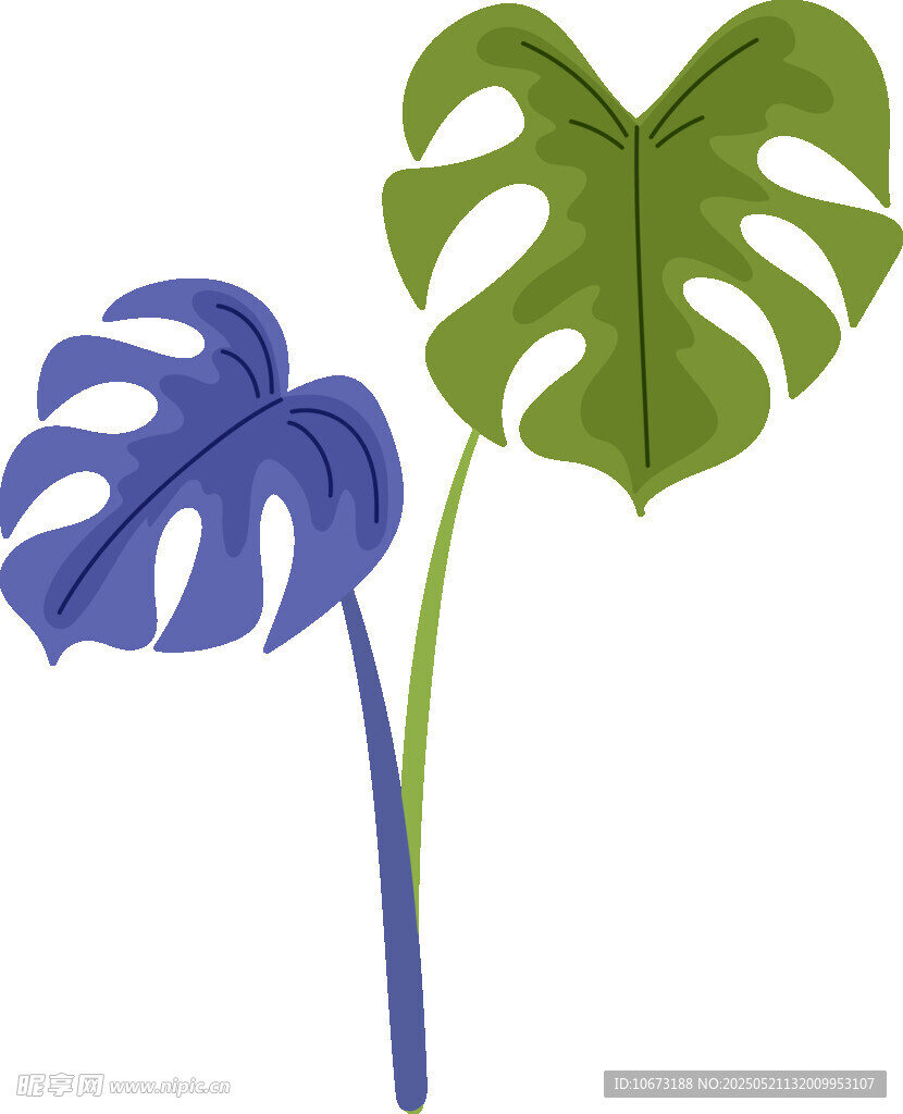 两株独特的热带植物插画