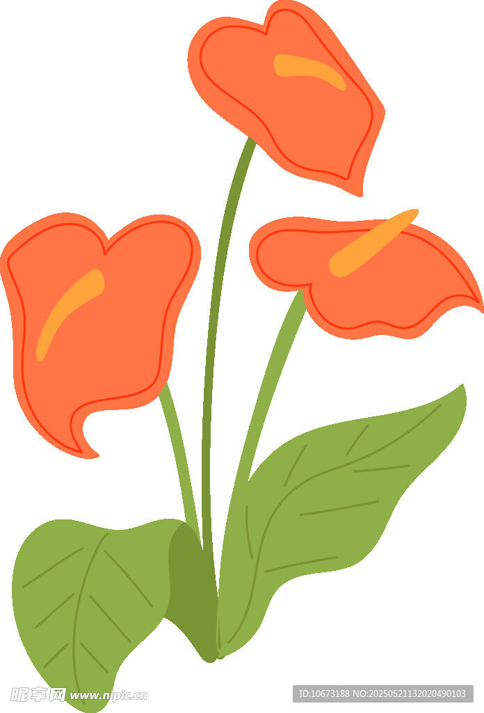 三朵橙红色海芋插画