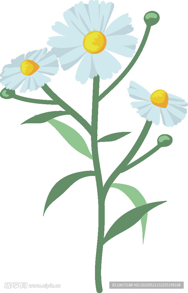 白色雏菊插画植物图