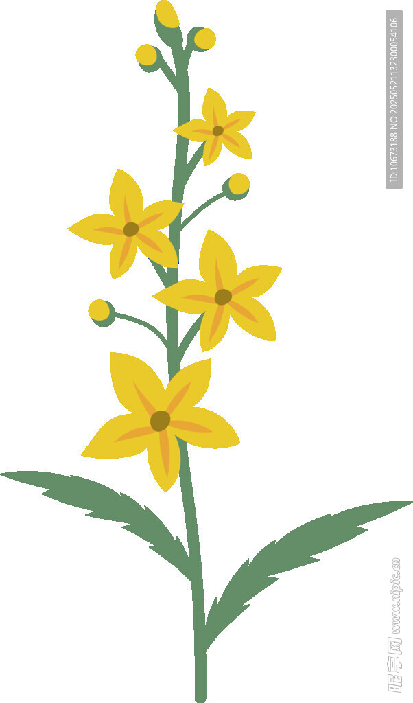 黄色小花植物插画