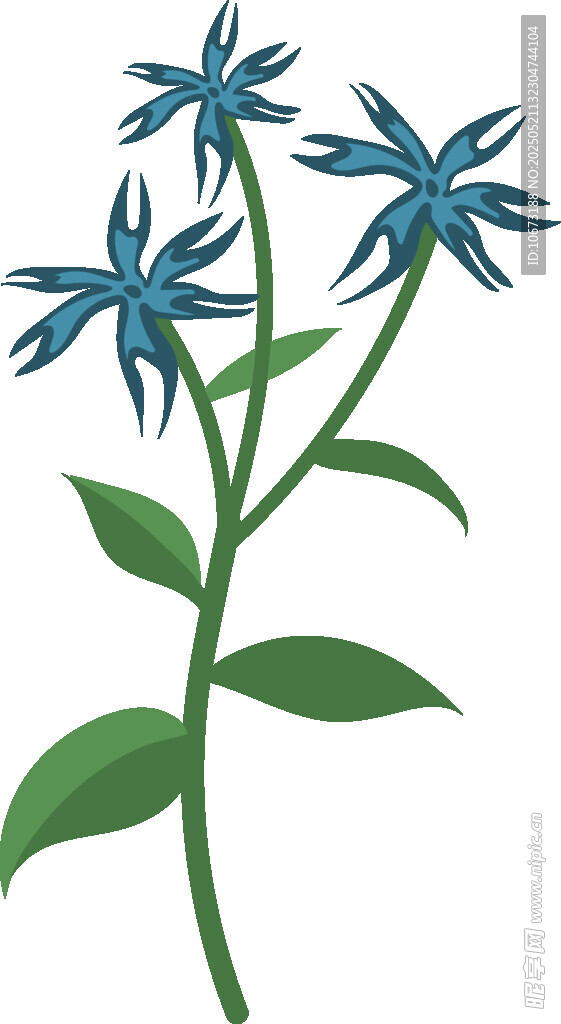 蓝色花朵植物插画