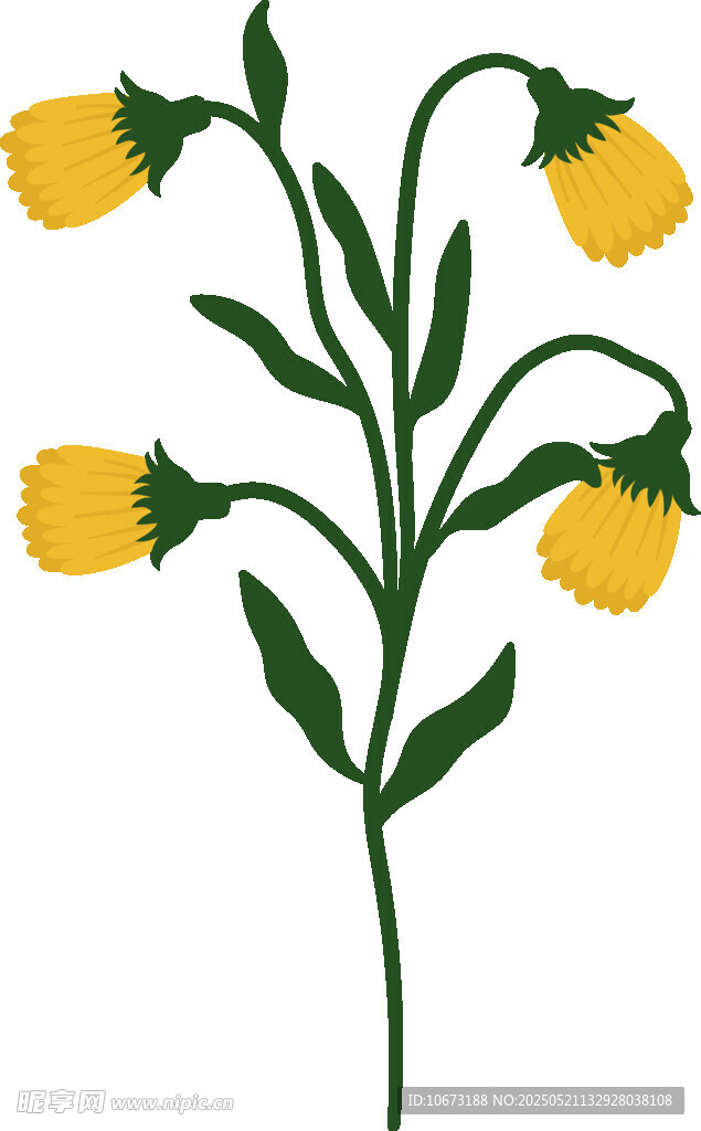 黄色花朵植物插画