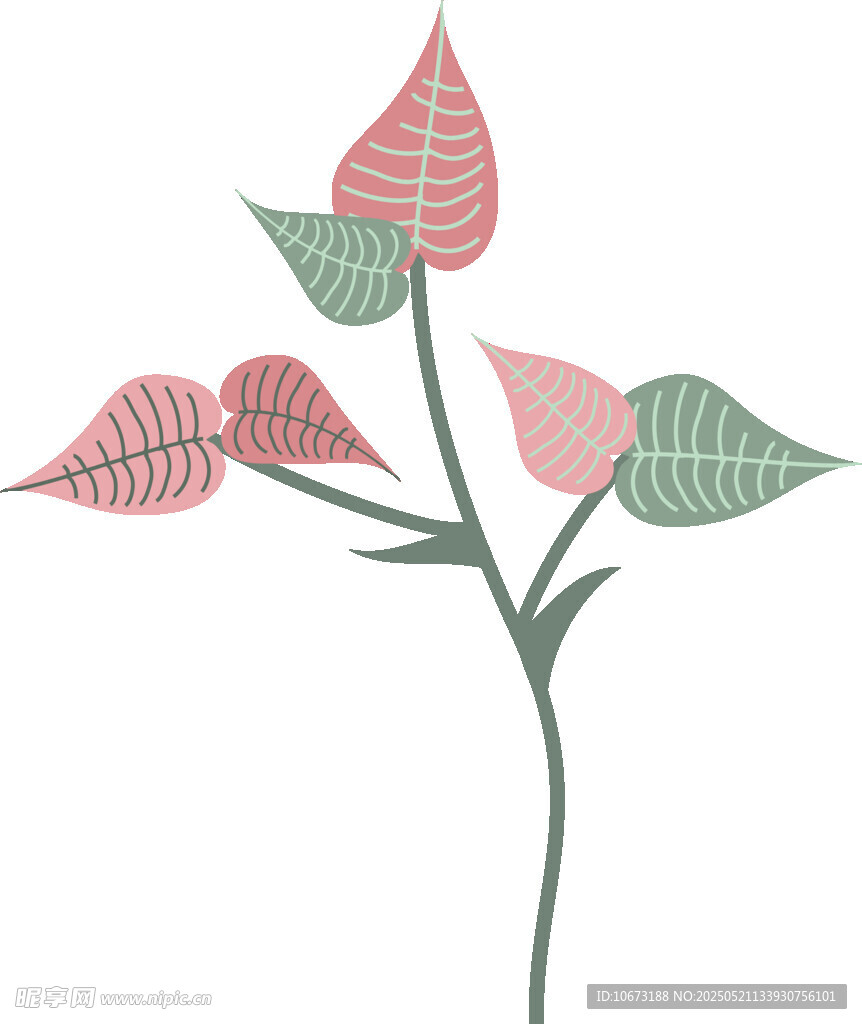 多彩叶片植物插画