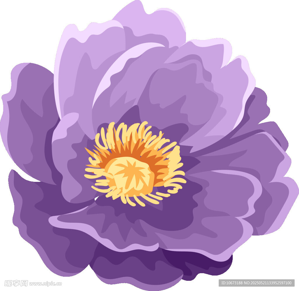 紫色牡丹花插画
