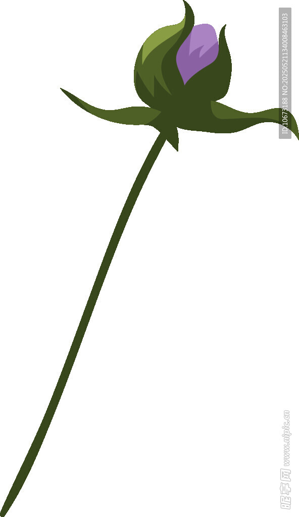 含苞待放的紫色花朵