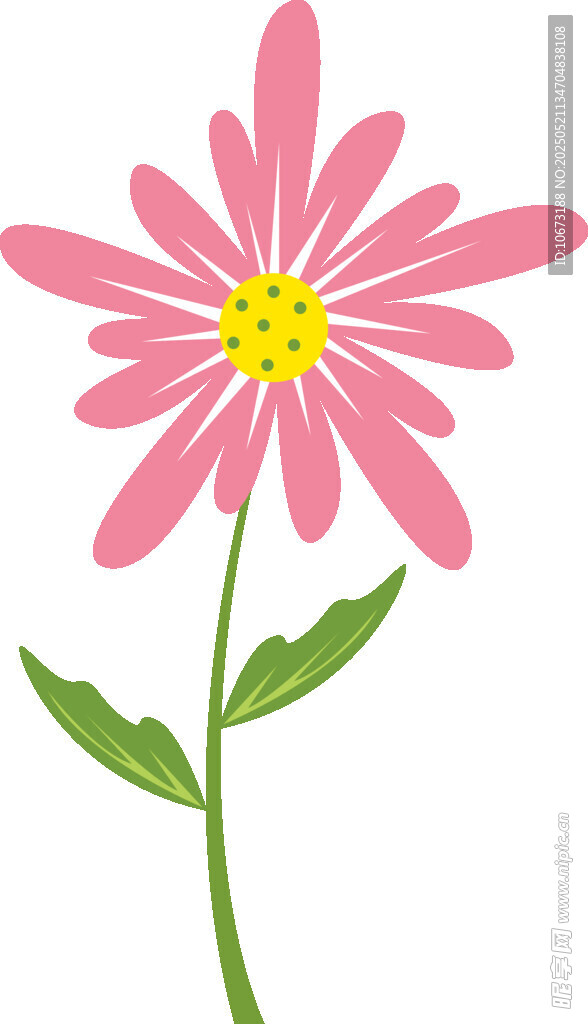 粉色雏菊插画