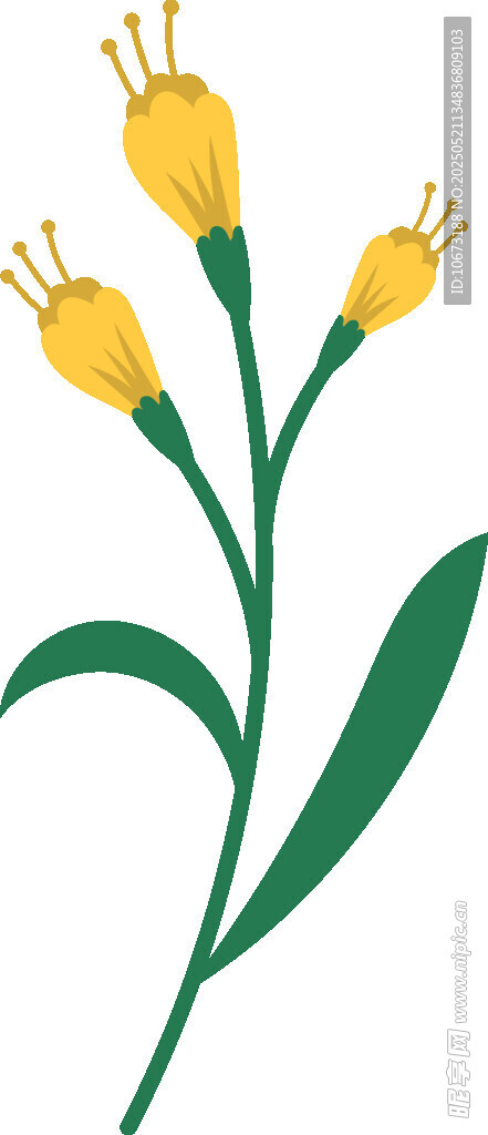 黄色小花插画