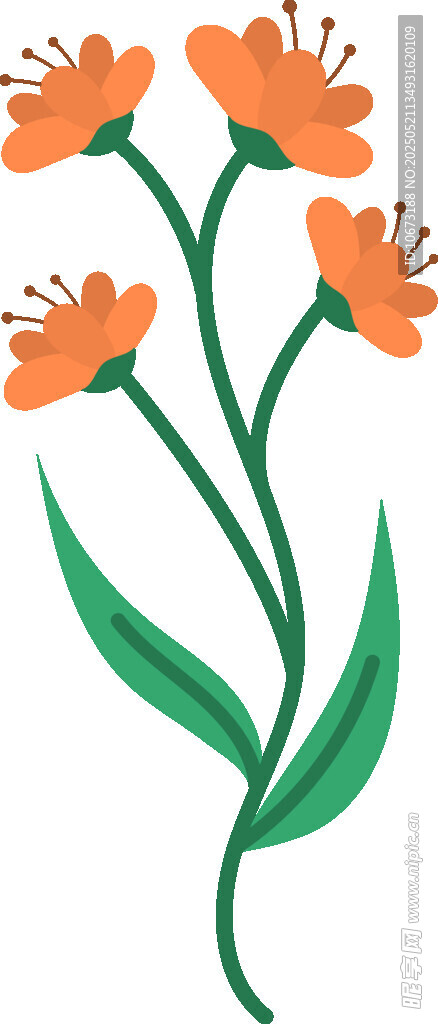 橙色小花插画