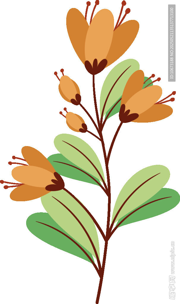 橙色花朵植物插画