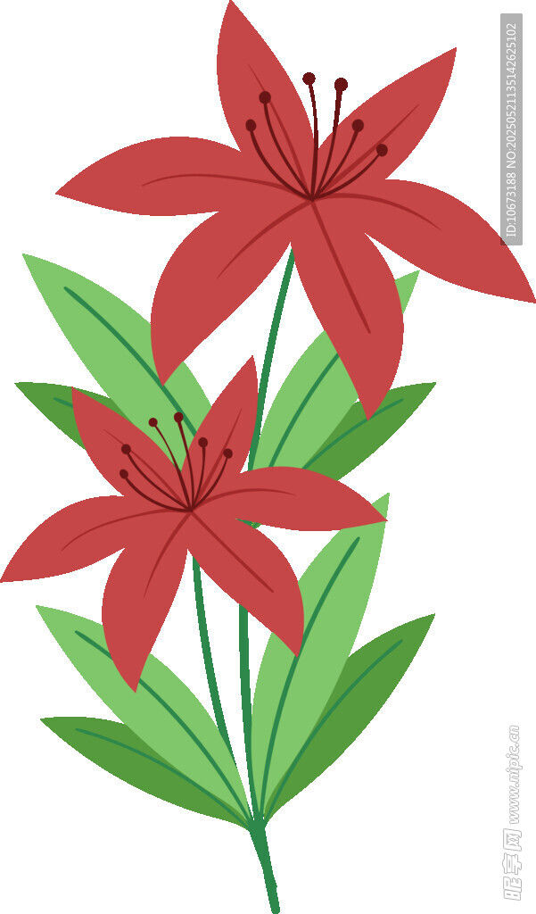 红色百合花插画