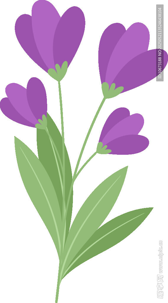 紫色花朵插画