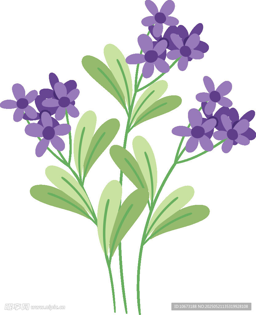 紫色薰衣草插画