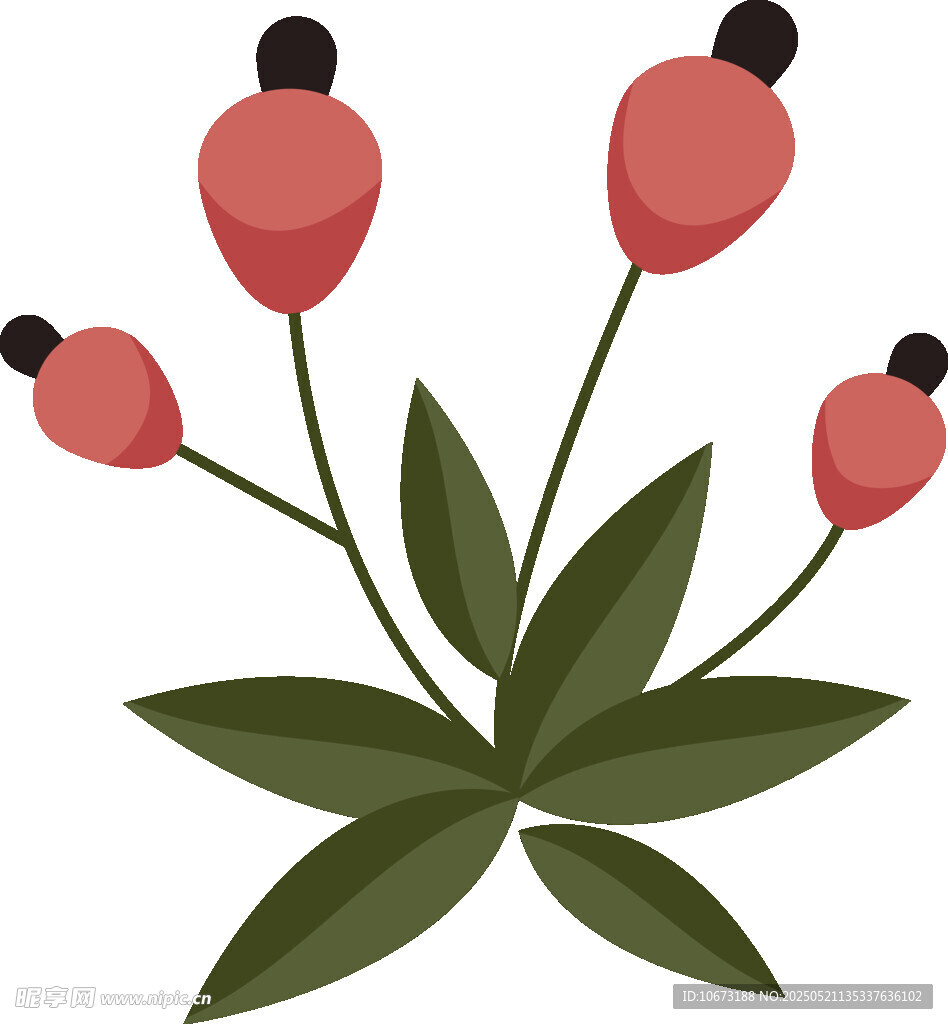 红色浆果植物插画