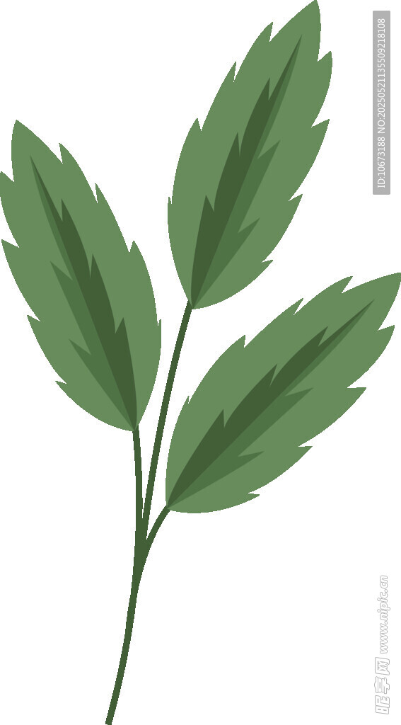 绿色三叶植物插画
