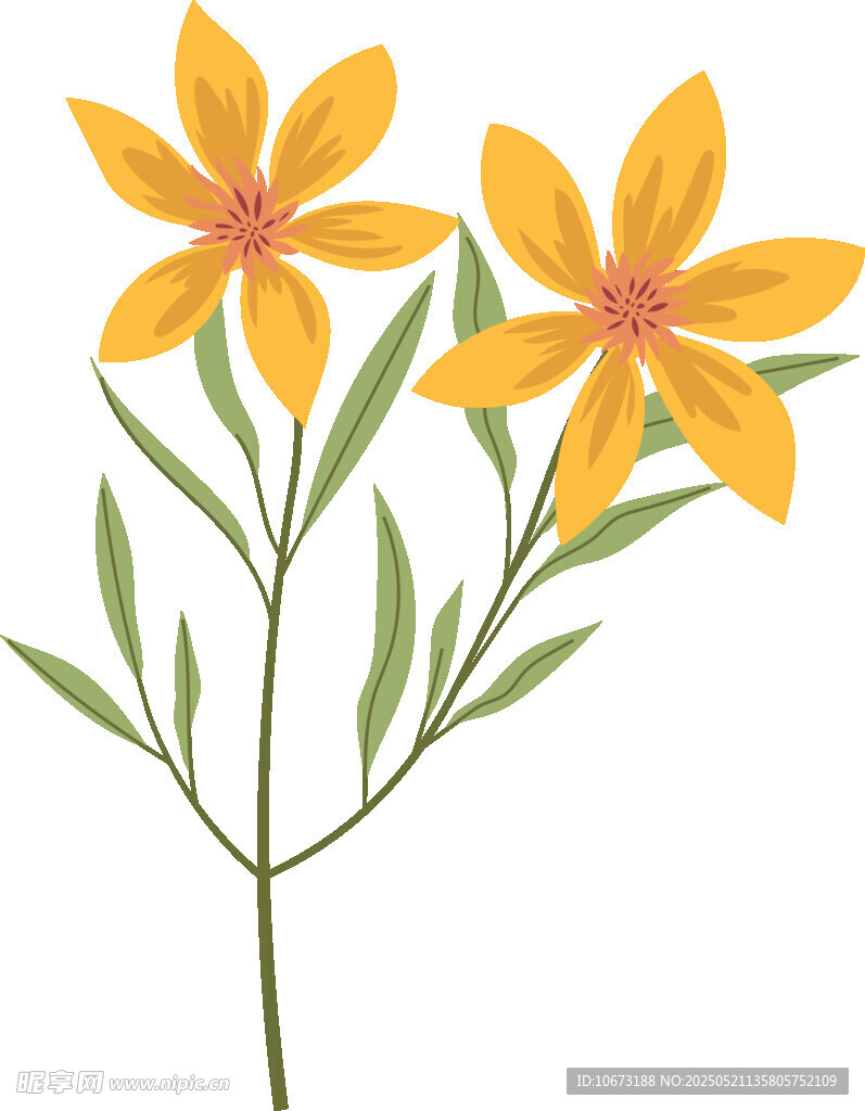 两朵黄色小花插画