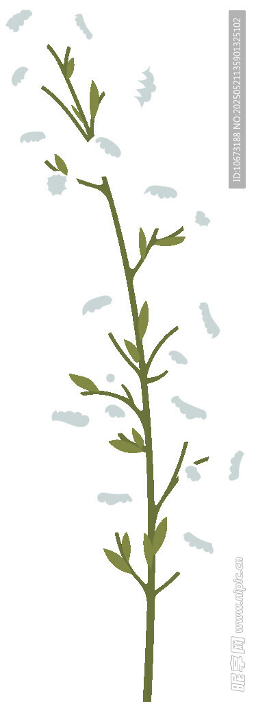 细长植物枝上带白色小花