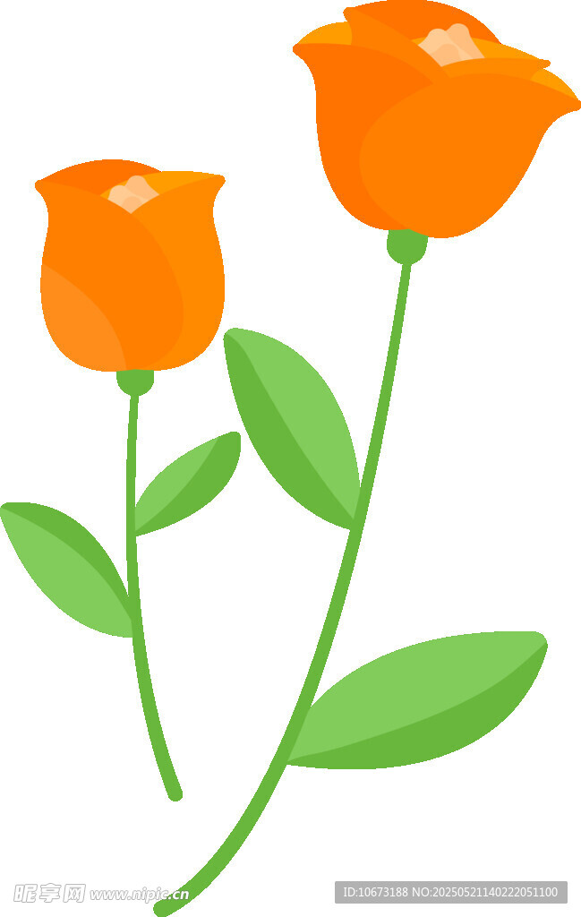 两朵橙色玫瑰花插画