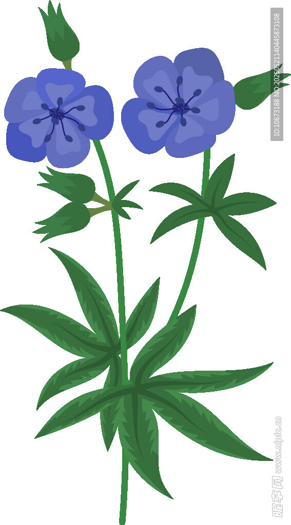 蓝色花朵植物插画