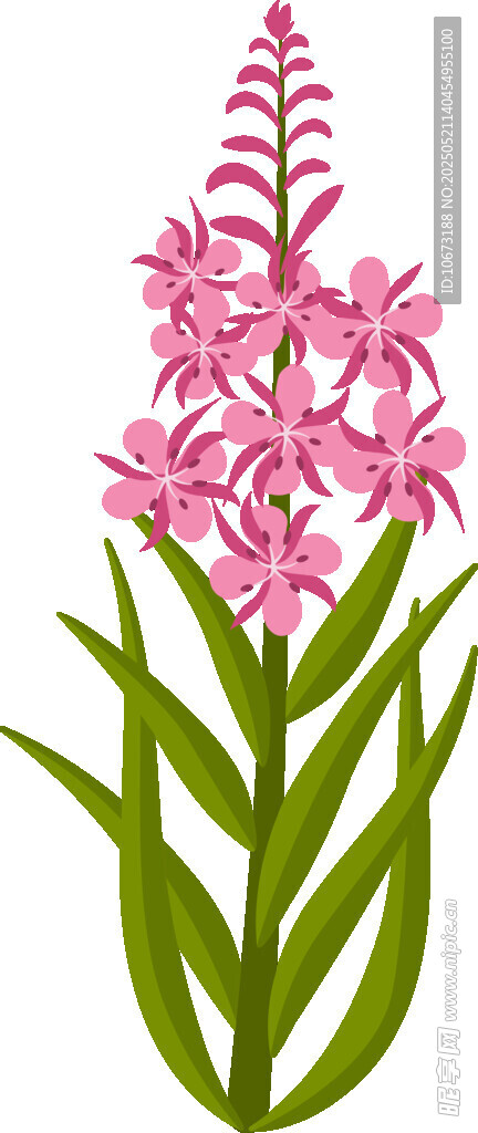 粉色风信子花卉插画