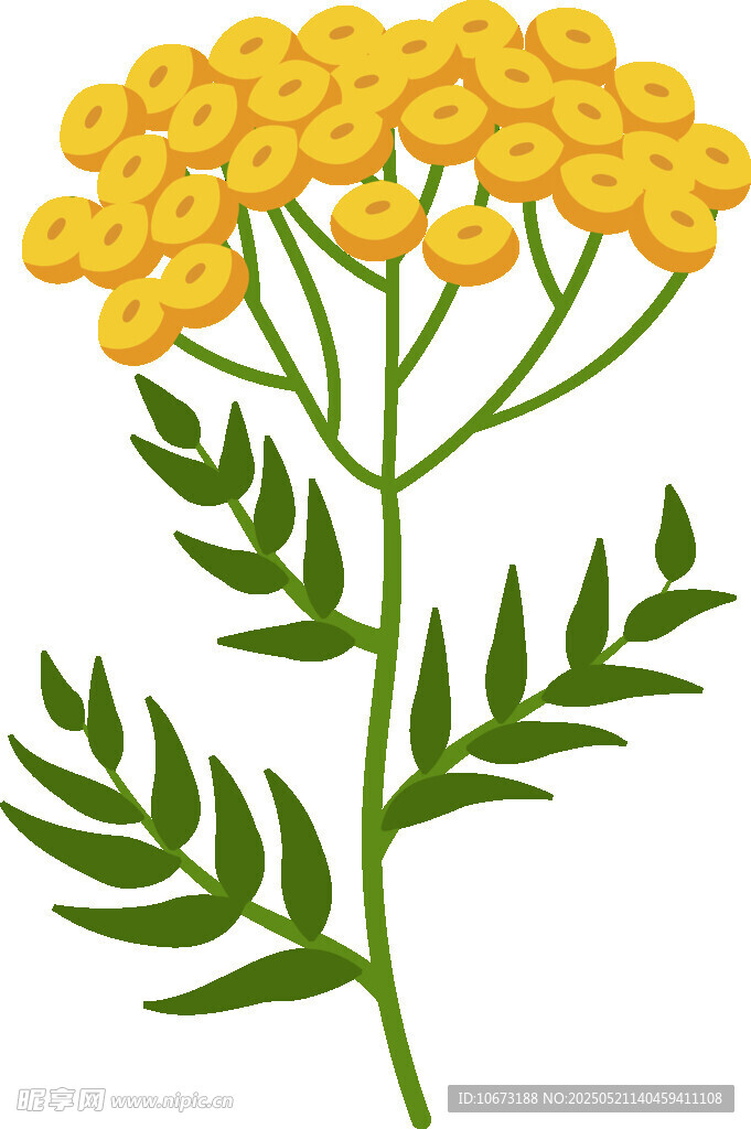 黄色蓍草插画植物图