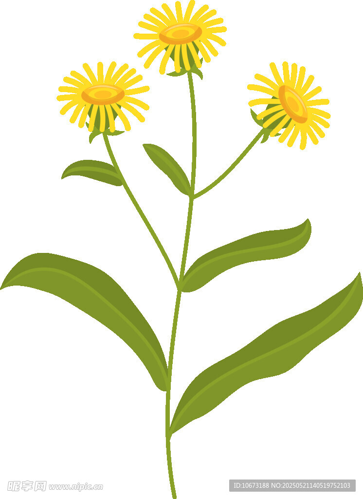 黄色蒲公英花朵插画