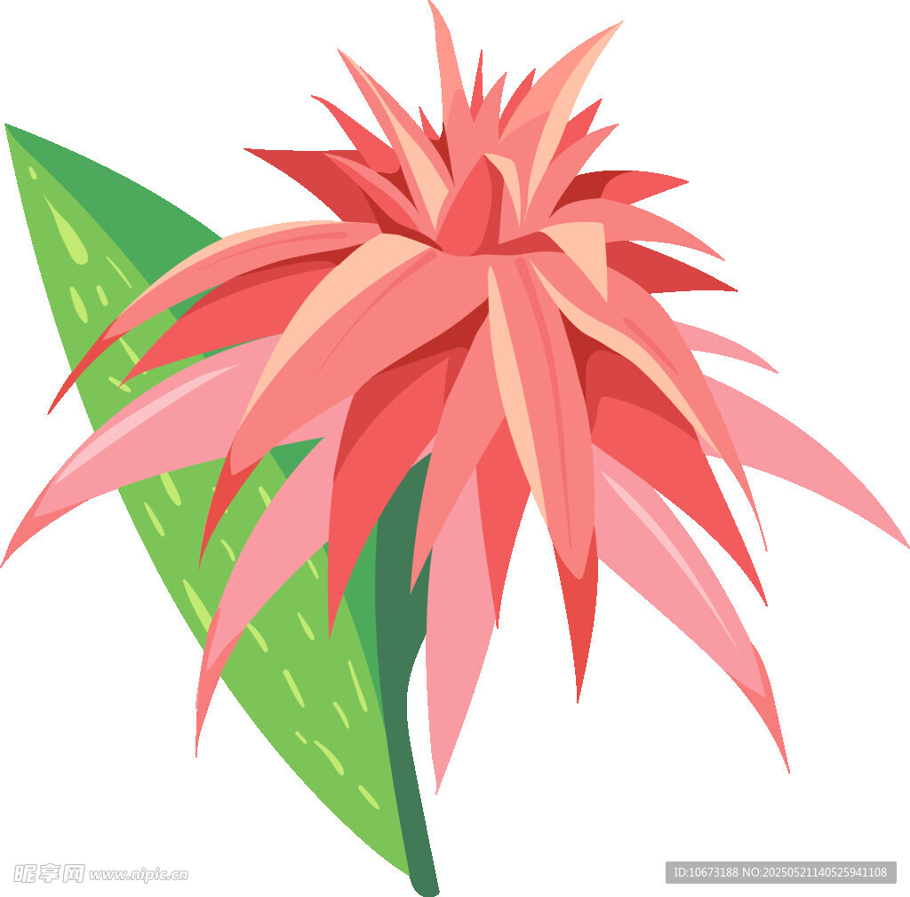 粉色凤梨花插画