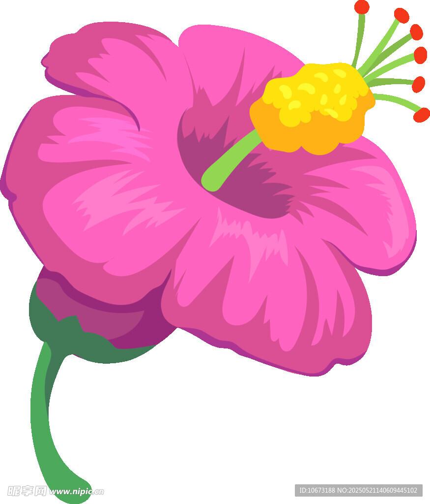 粉色木槿花插画
