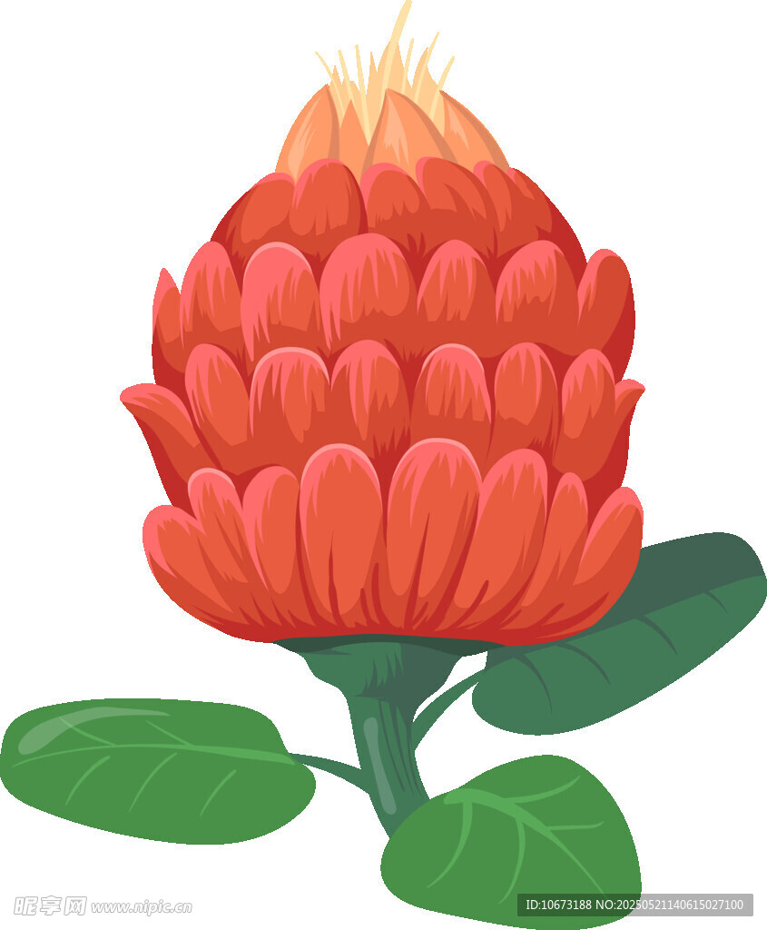 艳丽火炬姜花朵插画