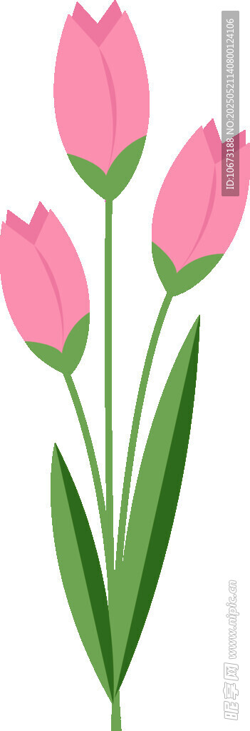 三朵粉色郁金香插画