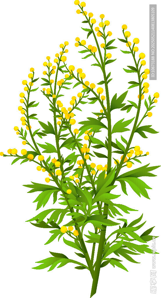 黄色小花植物插画