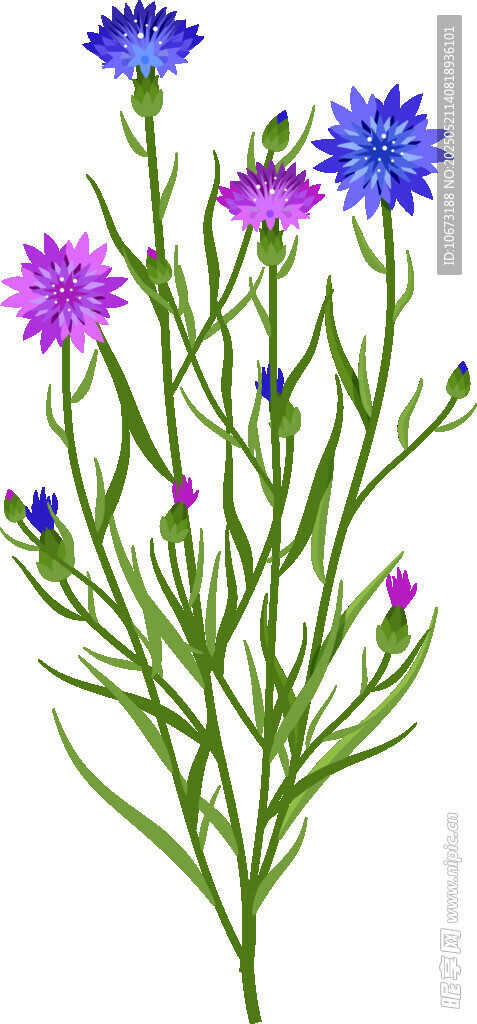 紫色蓝色野花插画
