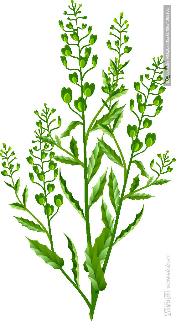 绿色植物插画