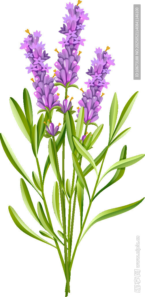紫色薰衣草花束插画