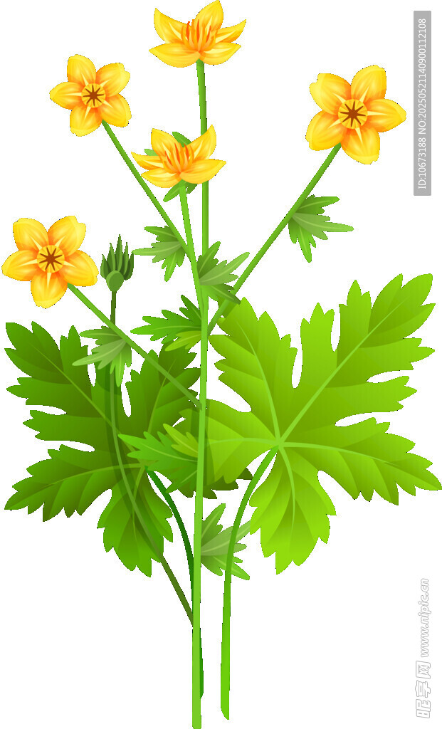 黄色小花与绿叶植物