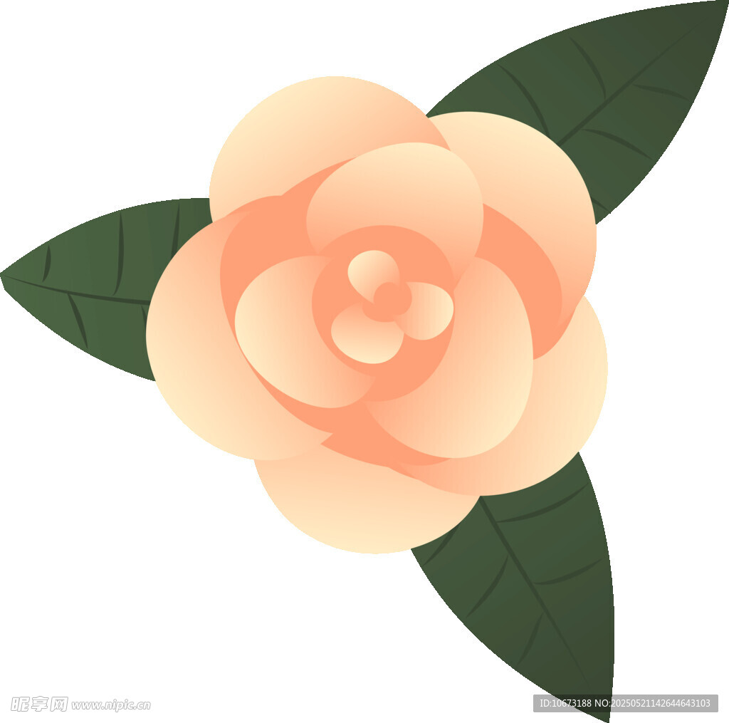 粉色山茶花插画